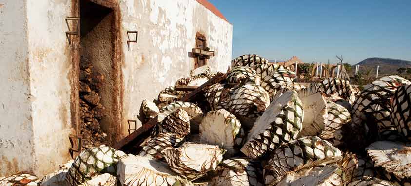 harvested-agave