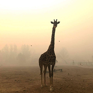 Safari West Tubbs Fire