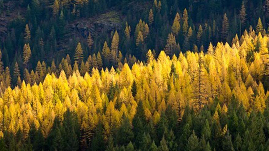 Mission Mountains, Montana. A mountain side is covered in evergreen trees