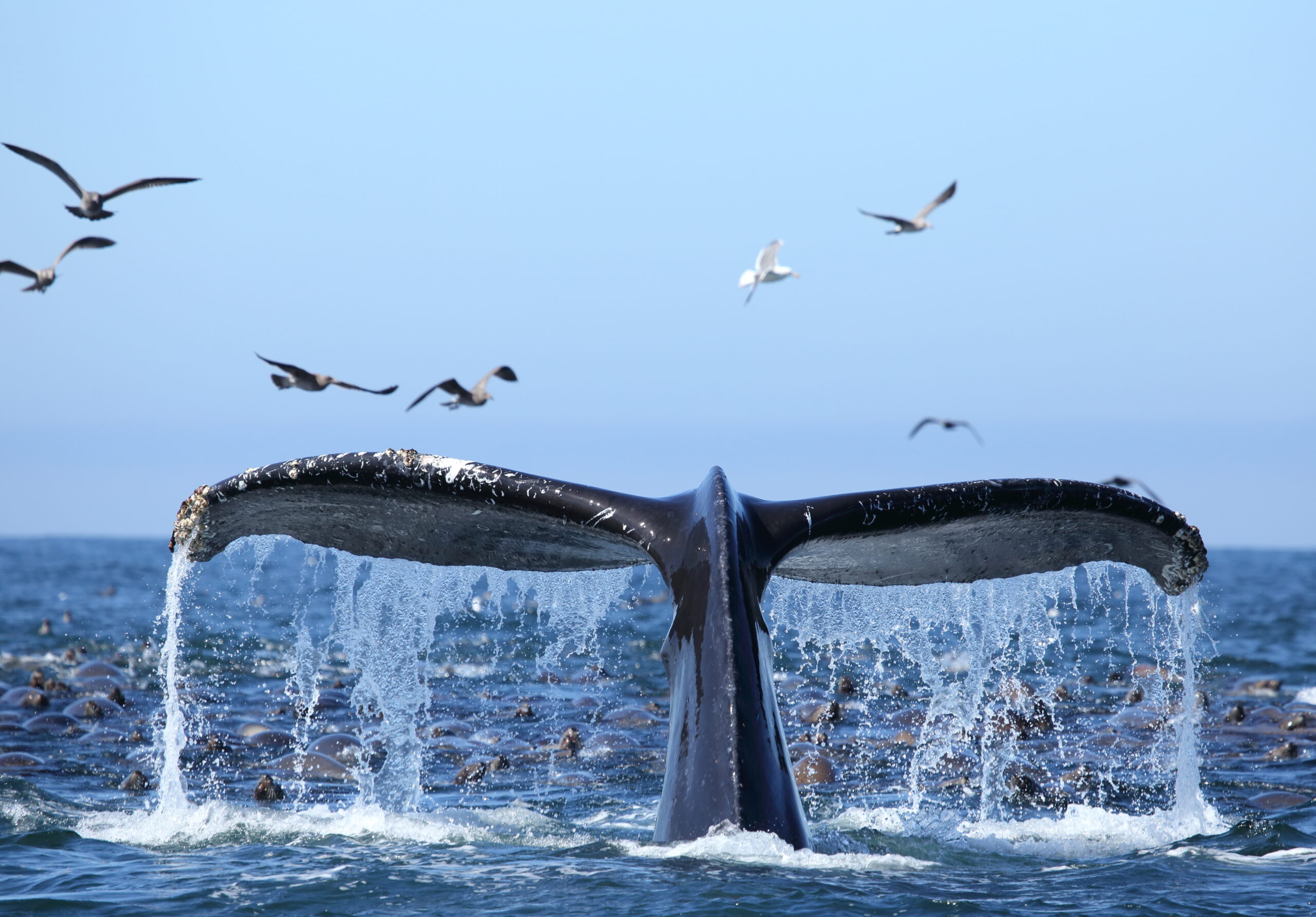 tail of a whale and birds flying in background