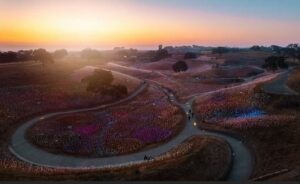 Sunset over Sensorio Field of Light