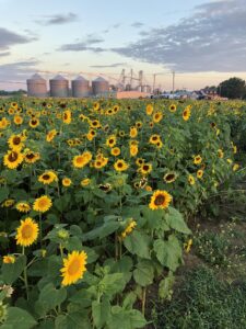 field of sunflowers