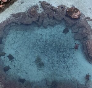 Sea Turtles at Atlantis Bahamas