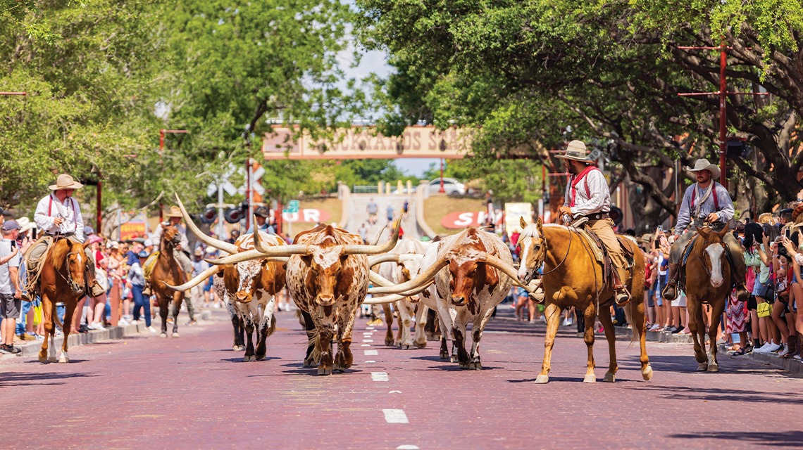 Herd Longhorn Cattle Drive at the Fort Worth Texas